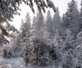 В некоторых регионах можно срубить елку в лесу за плату