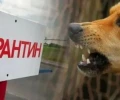 Карантин по бешенству в Московской области
