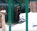 Брошенный в Сочи медведь Винни переехал в свой вольер в Кавказском заповеднике