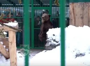 Брошенный в Сочи медведь Винни переехал в свой вольер в Кавказском заповеднике