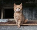 В Алупке общественники установили трехэтажный дом для уличных котов и кошек