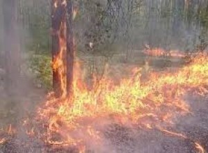 Сухие грозы стали чаще приходить в леса Мурманской области