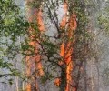 В Зашейковом лесничестве силами Ковдорского авиаотделения ликвидировали пожар на площади 1,5 гектара