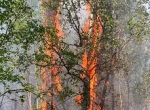 В Зашейковом лесничестве силами Ковдорского авиаотделения ликвидировали пожар на площади 1,5 гектара