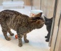 Трех котов из зоны СВО приняли на службу в Театр кошек Куклачева в Москве