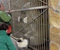 Ленинградский зоопарк показал, как белую медведицу Хаарчаана учат сдавать кровь