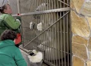 Ленинградский зоопарк показал, как белую медведицу Хаарчаана учат сдавать кровь