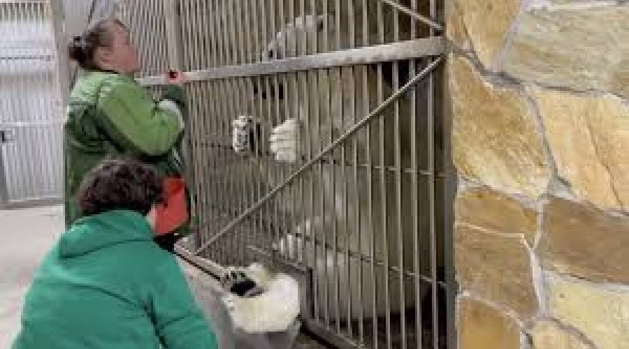 Ленинградский зоопарк показал, как белую медведицу Хаарчаана учат сдавать кровь