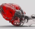 Первое искусственное человеческое сердце появится в 2025 году
