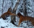 В Приморье фотоловушка зафиксировала игры амурской тигрицы и ее котенка