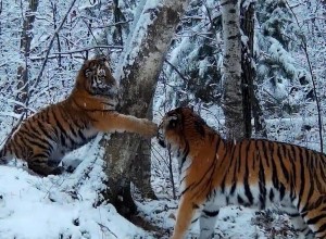В Приморье фотоловушка зафиксировала игры амурской тигрицы и ее котенка