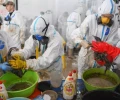 В Анапе спасли более 350 птиц, пострадавших от мазута после крушения танкеров