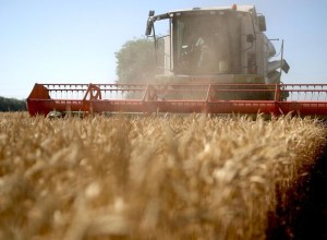 Пострадавшим от заморозков калининградским аграриям выделят более 35 млн руб