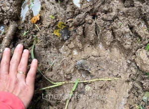 Специалисты прокомментировали сообщения о появлении медведей в Одинцовском округе