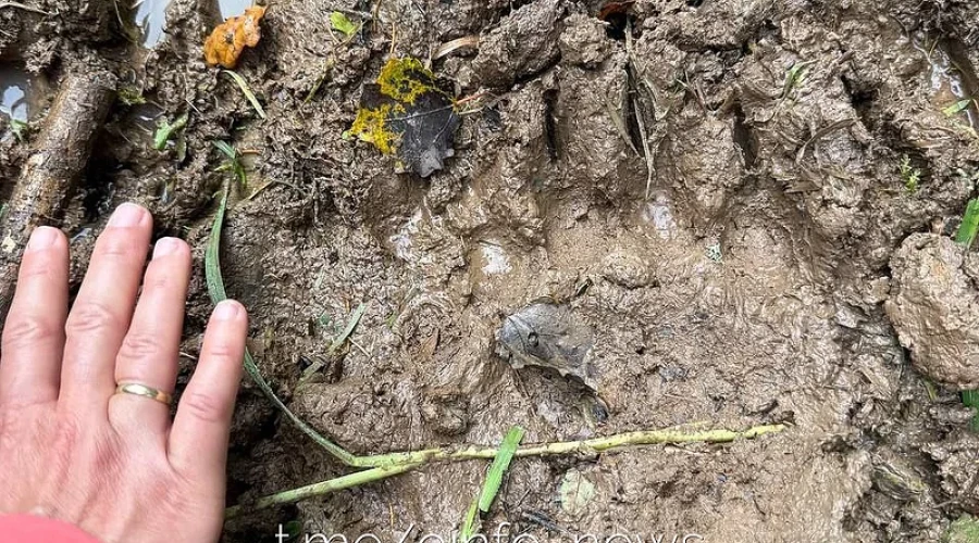Специалисты прокомментировали сообщения о появлении медведей в Одинцовском округе