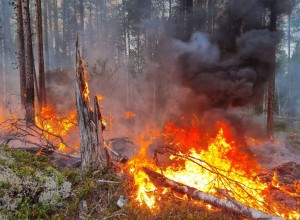 В Мурманской области введены ограничения пребывания граждан в лесах и въезда в них транспортных средств, проведении в лесах определенных видов работ в целях обеспечения пожарной безопасности в лесах 