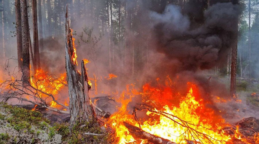 В Мурманской области введены ограничения пребывания граждан в лесах и въезда в них транспортных средств, проведении в лесах определенных видов работ в целях обеспечения пожарной безопасности в лесах 