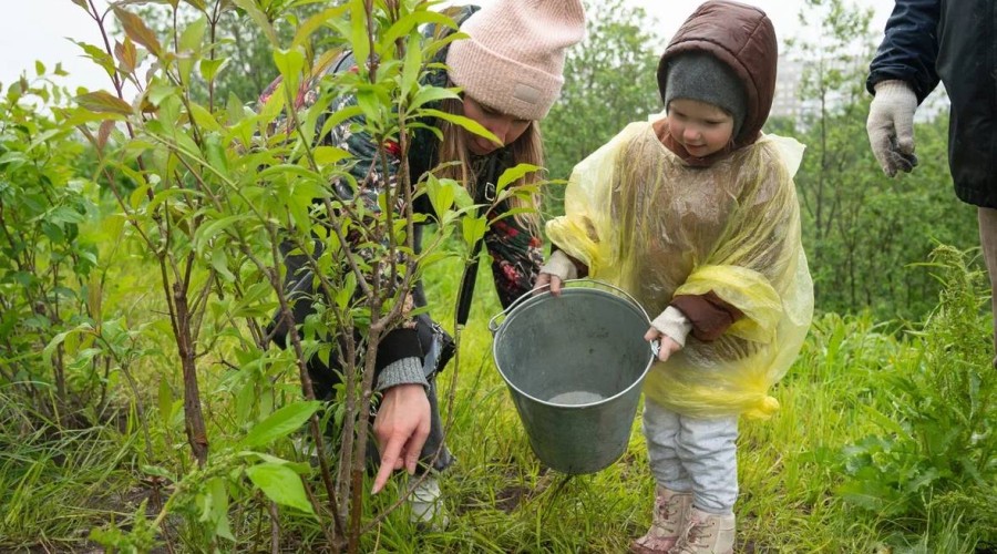 В Мурманской области в рамках международной акции «Сад памяти» высажено более 16 тысяч деревьев и кустарников