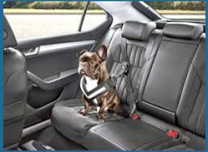 В отпуск на авто с питомцем — правила и советы от ГАИ