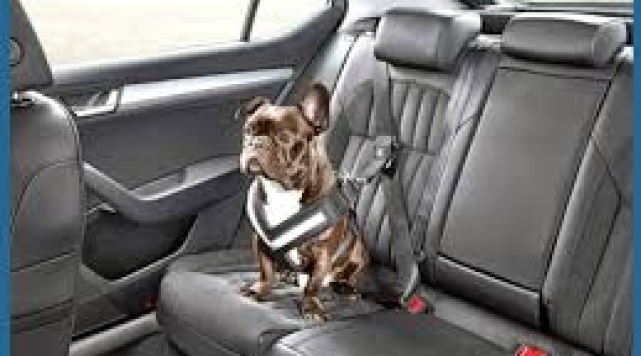 В отпуск на авто с питомцем — правила и советы от ГАИ