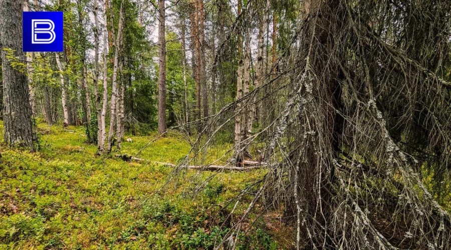 Особый противопожарный режим ввели в Апатитах