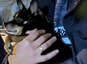 Высаженного из электрички в Подмосковье тойтерьера Арчи вернули хозяину