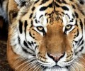 Минприроды: 95% популяции амурского тигра обитает в России