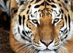 Минприроды: 95% популяции амурского тигра обитает в России