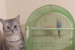 Пропал кот