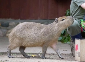 Детеныша капибары из Московского зоопарка назвали Ноликом