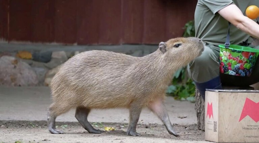 Детеныша капибары из Московского зоопарка назвали Ноликом