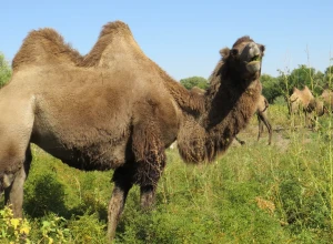 Власти Северной территории Австралии просят о помощи в борьбе с верблюдами