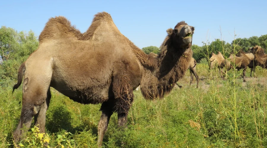 Власти Северной территории Австралии просят о помощи в борьбе с верблюдами