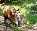 Самка амурского тигра с тремя детенышами попала в фотоловушку в Приморье