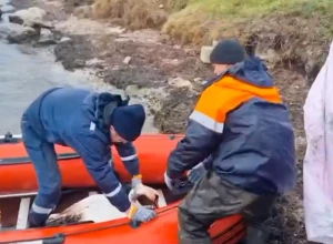 У берегов Керчи в восточной части Крыма спасли лебедя, испачкавшегося в мазуте