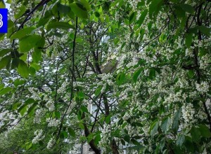 Прогноз погоды по Мурманской области на 6 августа