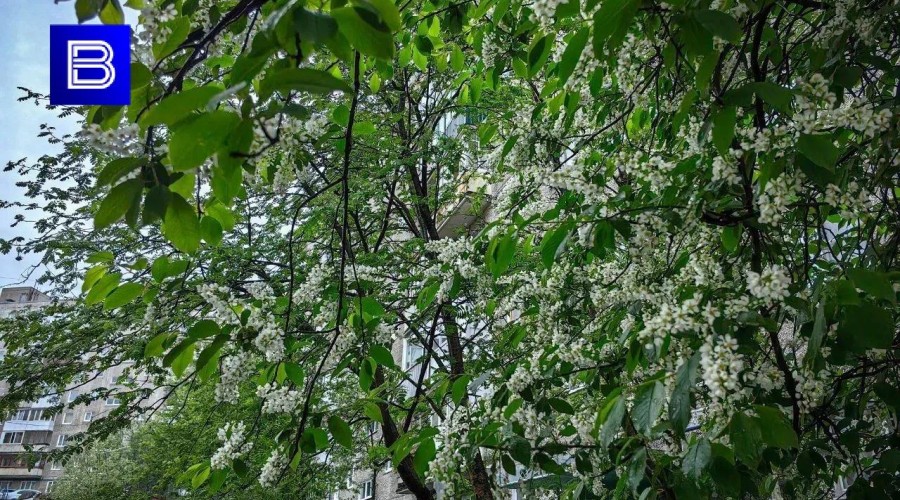 Прогноз погоды по Мурманской области на 6 августа