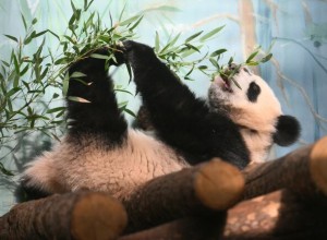 Посмотреть на поздравление панды Катюши можно в онлайн-трансляции 24 августа