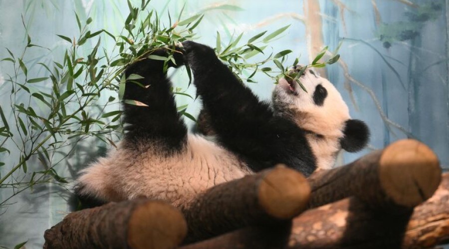 Посмотреть на поздравление панды Катюши можно в онлайн-трансляции 24 августа