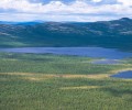 В Мурманской области утверждены лимиты и квоты на добычу лося на территории общедоступных и закреплённых охотничьих угодий региона