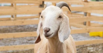 Коза Бусинка с Городской фермы на ВДНХ должна родить в апреле