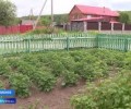 Битву за урожай ведут огородники Мурманской области