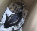 В Анапе спасли около 30 птиц, пострадавших от мазута после ЧП с танкерами