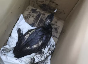 В Анапе спасли около 30 птиц, пострадавших от мазута после ЧП с танкерами