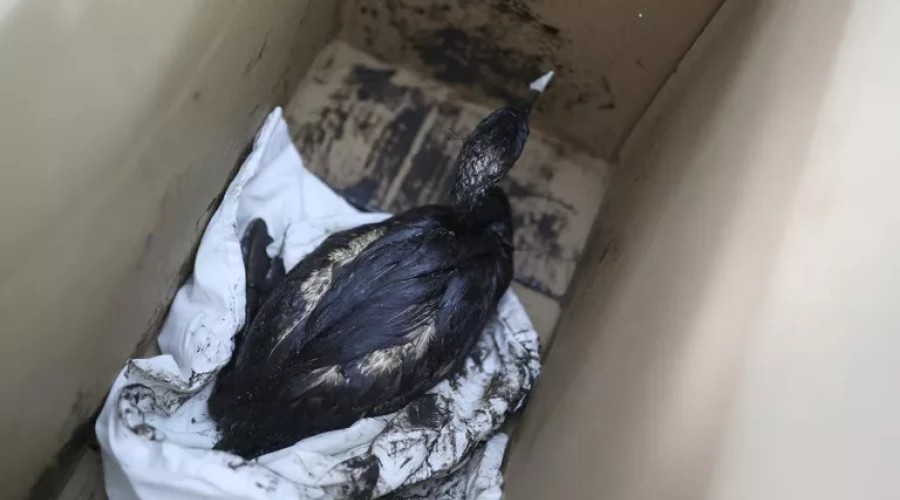 В Анапе спасли около 30 птиц, пострадавших от мазута после ЧП с танкерами
