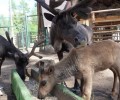 В вотчине Деда Мороза в Великом Устюге родились два северных олененка