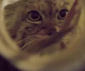 Манула Пепе привезли в Ленинградский зоопарк для рождения потомства