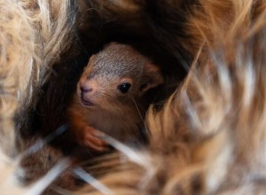У белок в городских парках Москвы второй раз за год появилось потомство