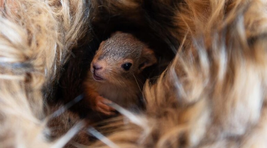 У белок в городских парках Москвы второй раз за год появилось потомство
