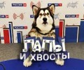 Лапы и хвосты